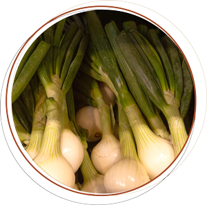 Zwiebel