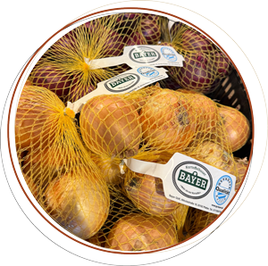 zwiebel Zwiebel